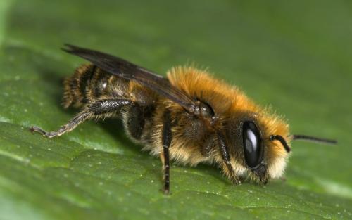 Osmia brevicornis
